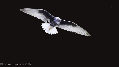 White-winged Black Tern