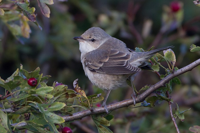 Barred Warbler