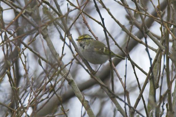 Pallas's Warbler