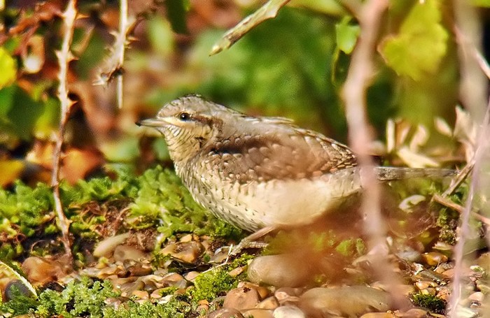Wryneck