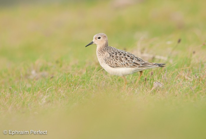 Buff-breasted Sandpiper
