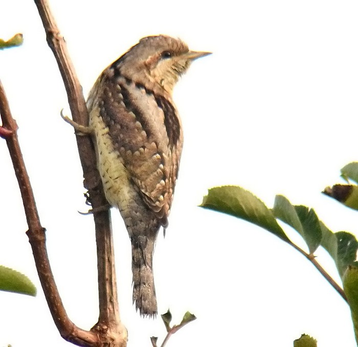 Wryneck