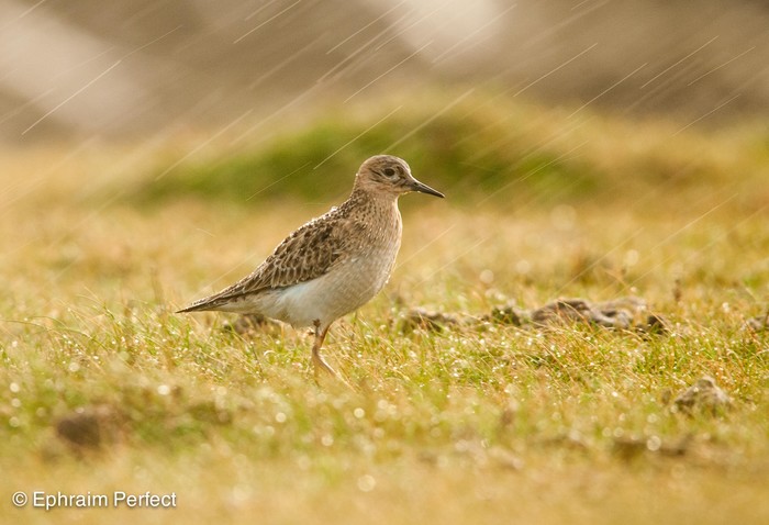Buff-breasted Sandpiper