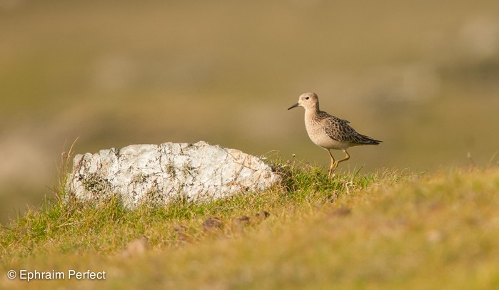 Buff-breasted Sandpiper
