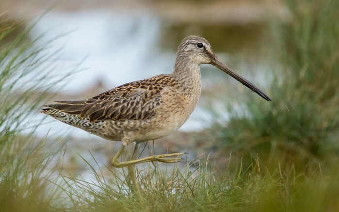 Long-billed Dowitcher