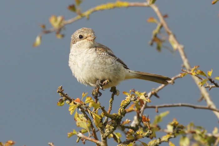 Woodchat Shrike