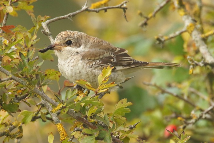 Woodchat Shrike