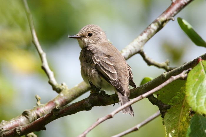 Spotted Flycatcher