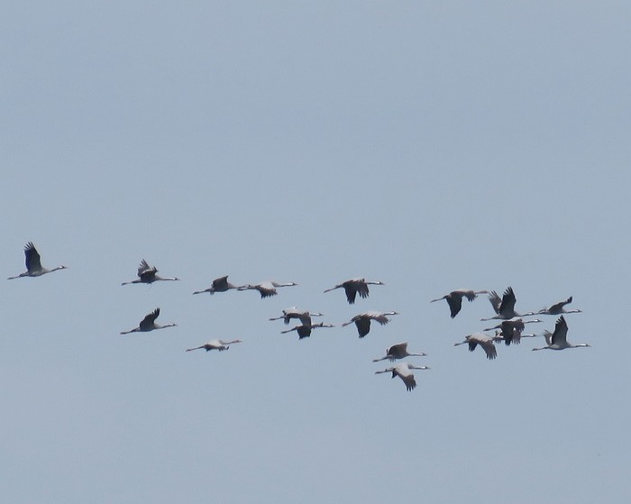 Common Crane