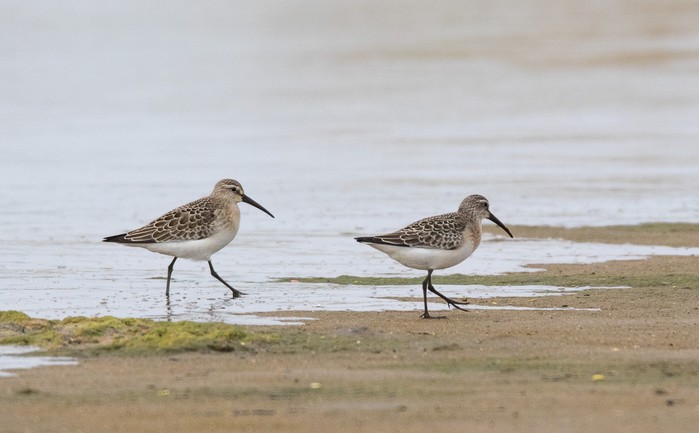 Curlew Sandpiper