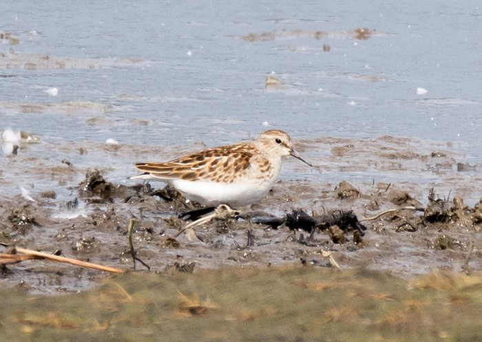 Least Sandpiper