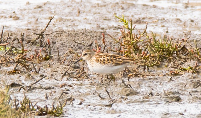 Least Sandpiper