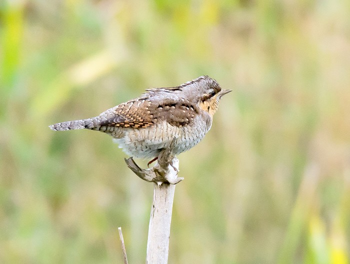 Wryneck
