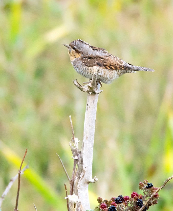 Wryneck