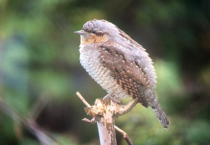 Wryneck