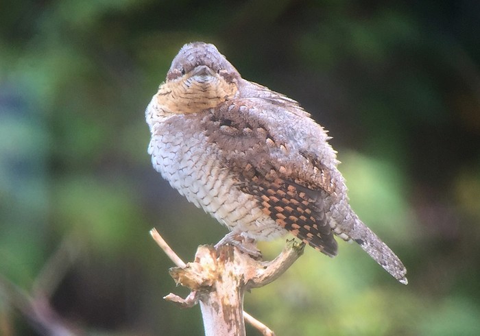 Wryneck