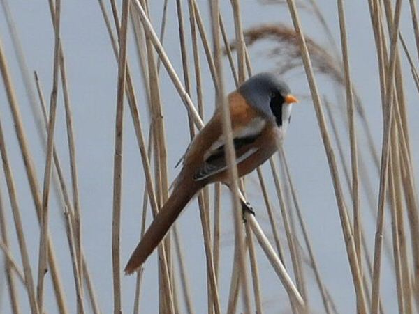 Bearded Tit