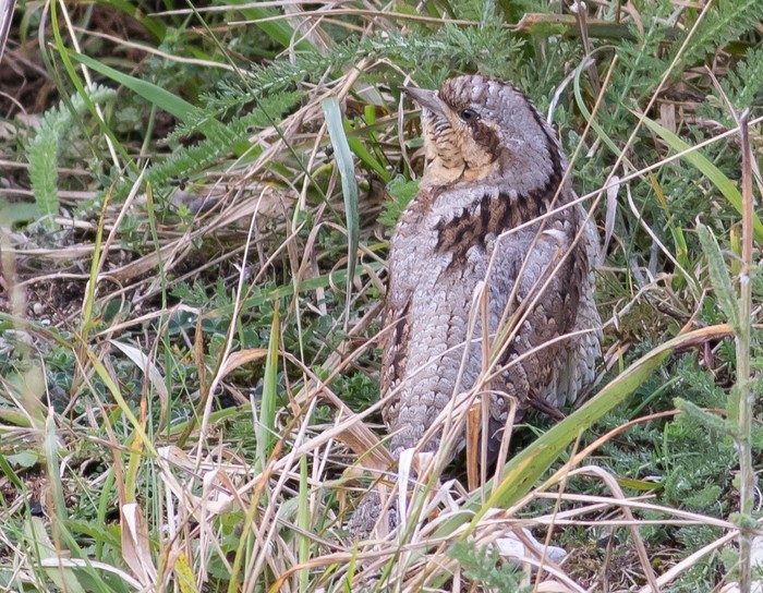 Wryneck
