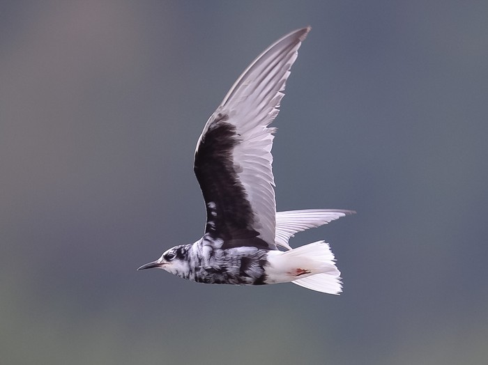 White-winged Black Tern