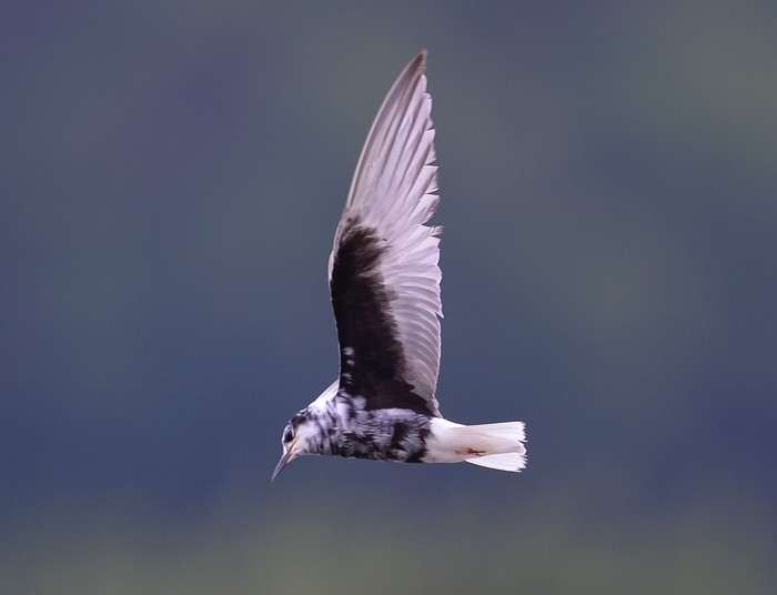 White-winged Black Tern