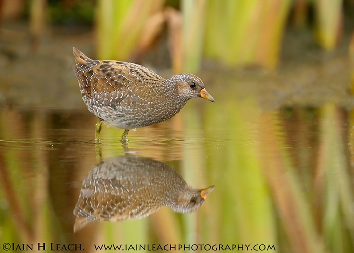 Spotted Crake