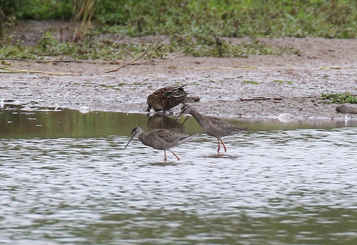 Spotted Redshank