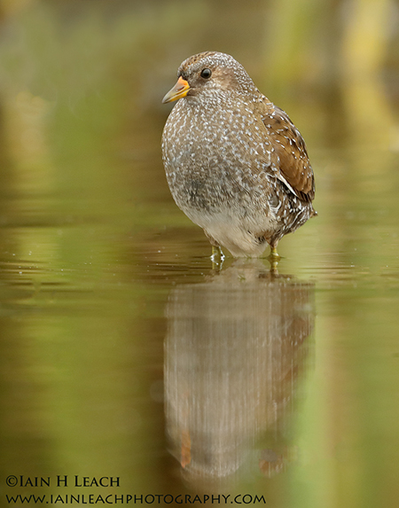 Spotted Crake