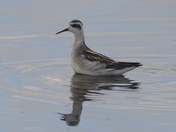 Red-necked Phalarope