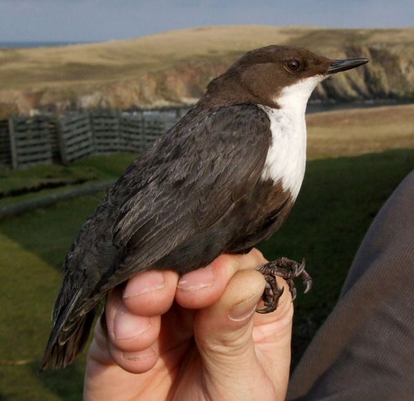Black-bellied Dipper