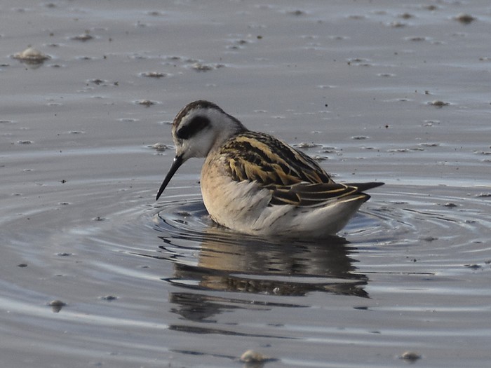 Red-necked Phalarope