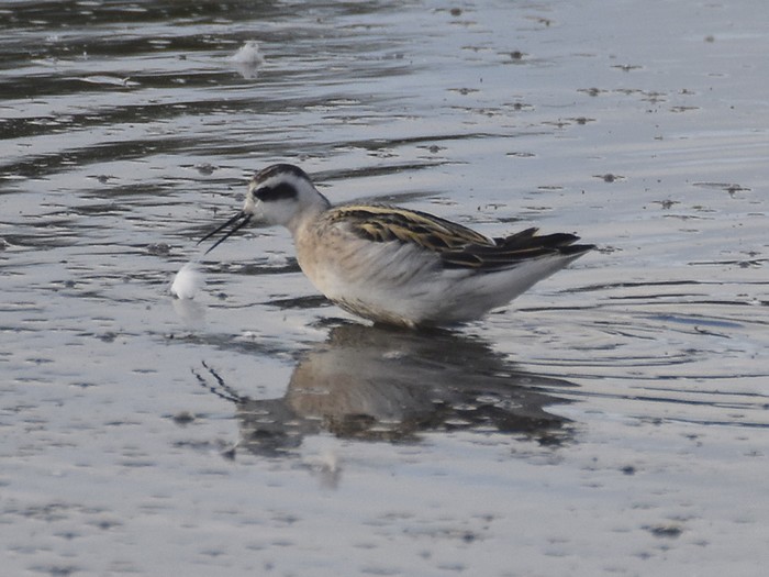 Red-necked Phalarope