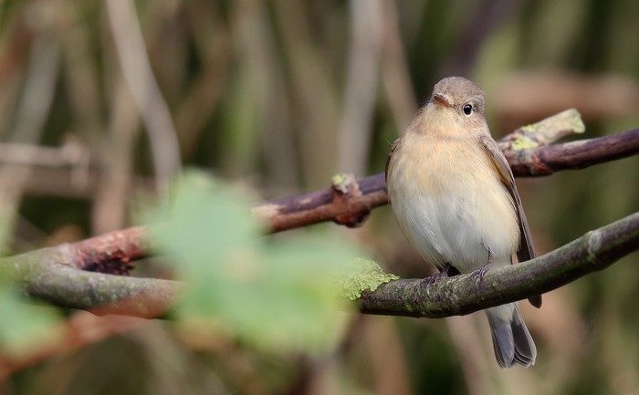 Red-breasted Flycatcher