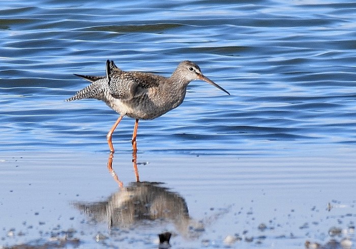 Spotted Redshank