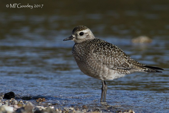 American Golden Plover