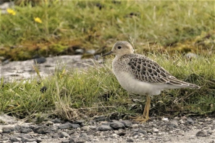 Buff-breasted Sandpiper