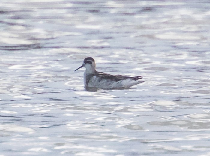 Red-necked Phalarope