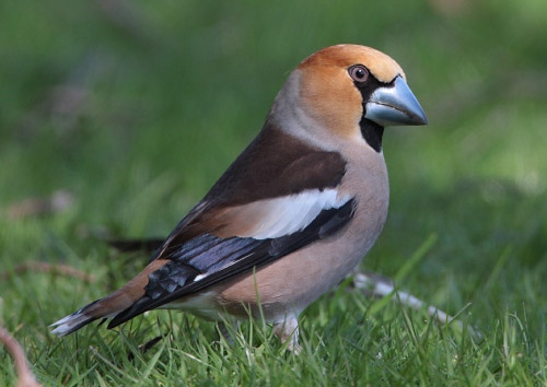Hawfinch
