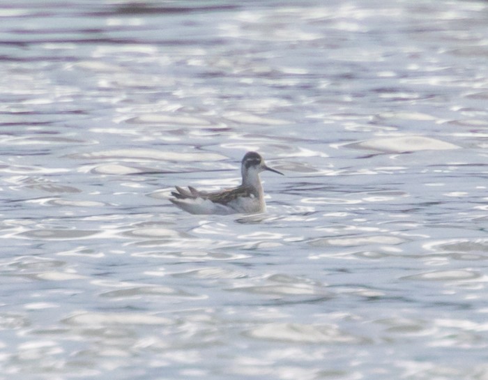 Red-necked Phalarope