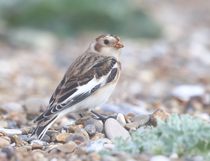 Snow Bunting