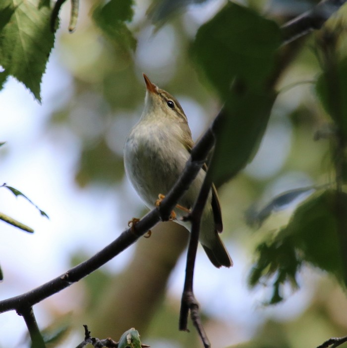 Arctic Warbler