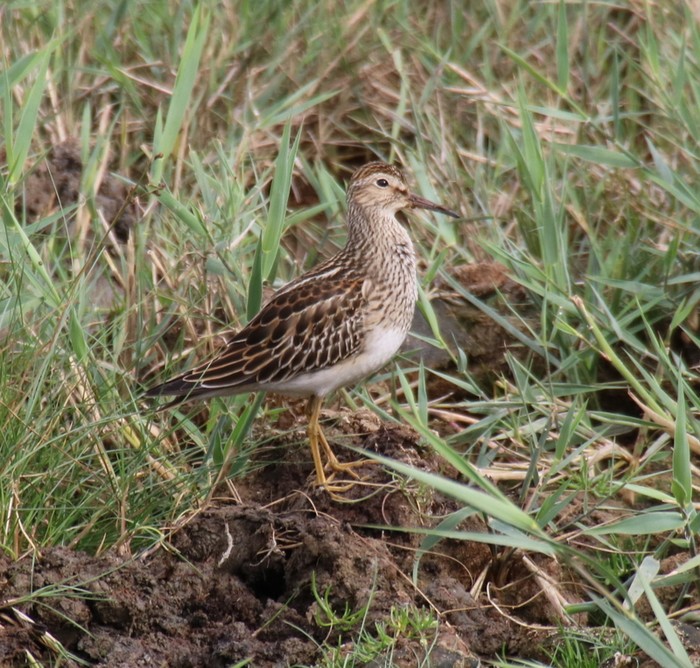 Pectoral Sandpiper