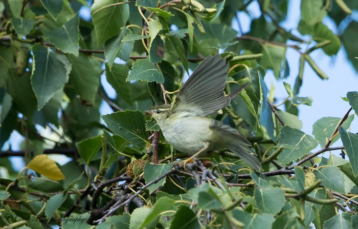 Arctic Warbler