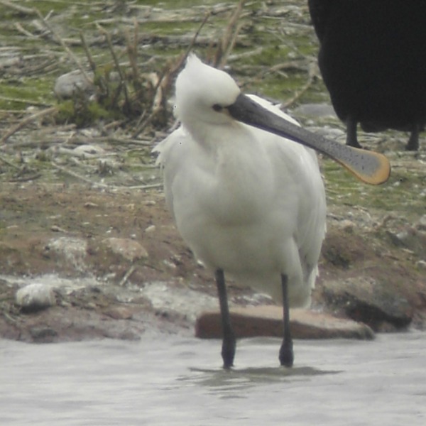 Spoonbill