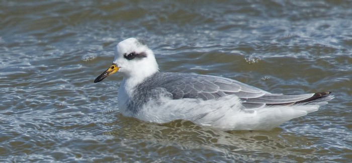 Grey Phalarope