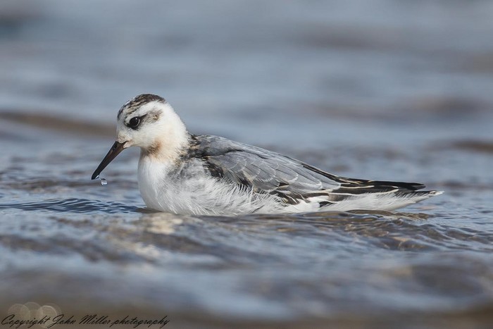 Grey Phalarope