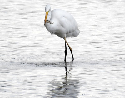 Great White Egret