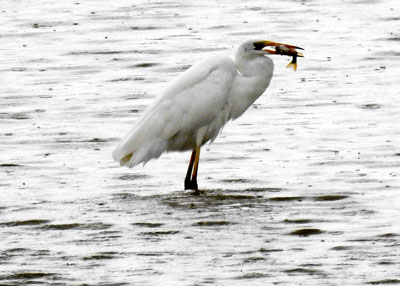 Great White Egret