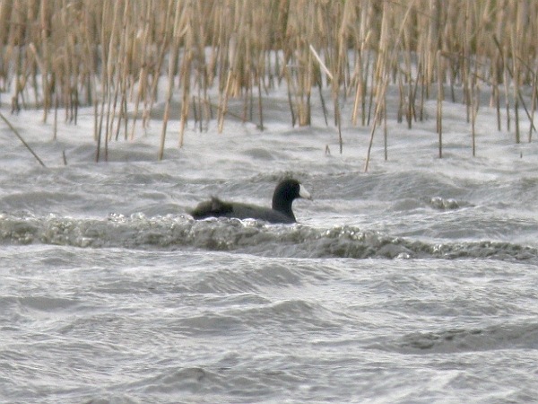 American Coot