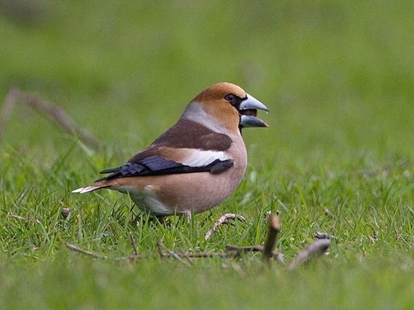 Hawfinch