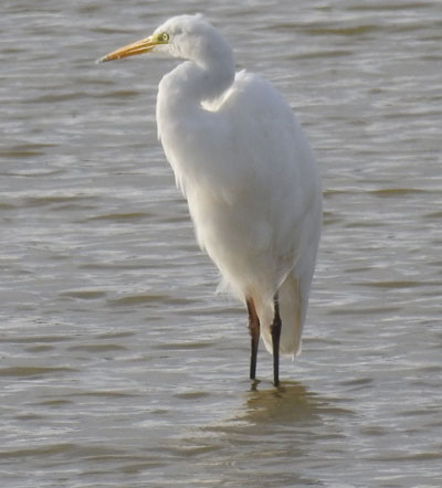 Great White Egret